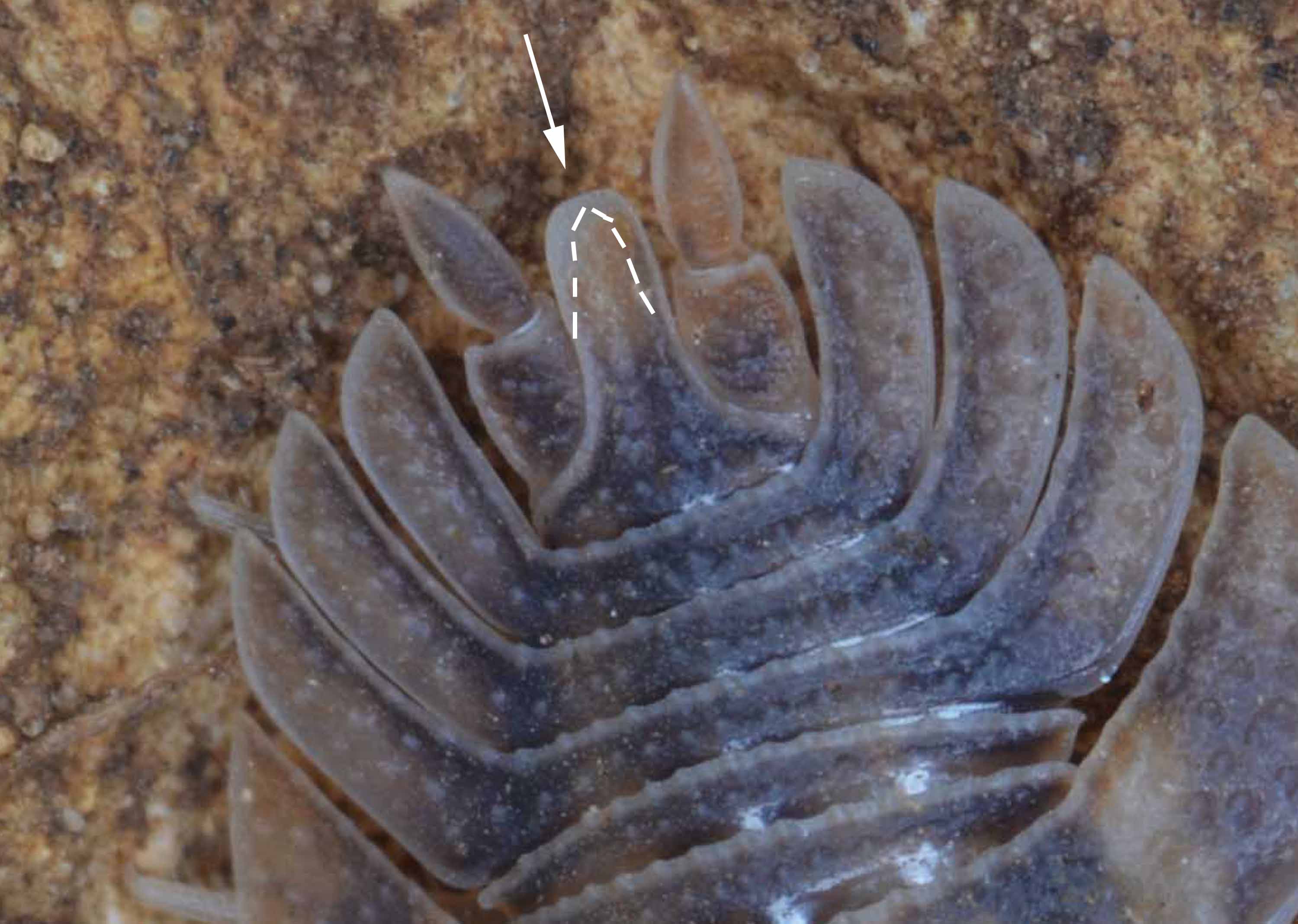 Porcellio dilatatus da Usini